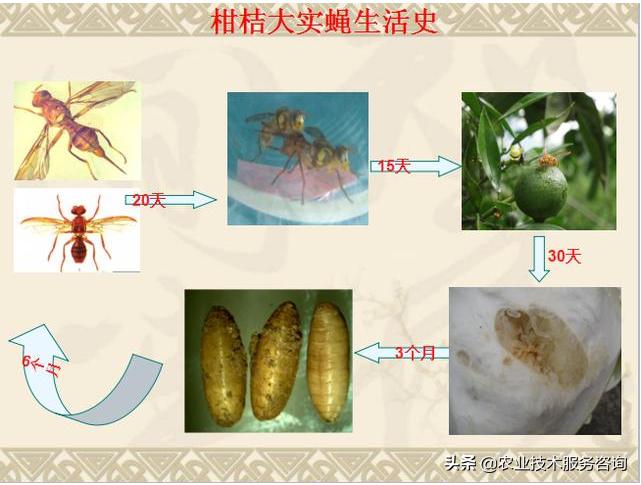 柑橘大果实蝇防治最佳时期,柑橘大实蝇的防治方法