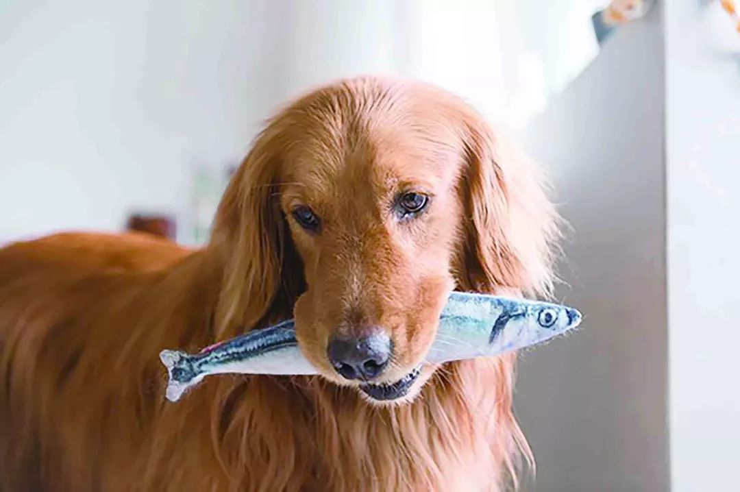 关于鱼油的5个残酷真相,有关鱼油的四个残酷真相