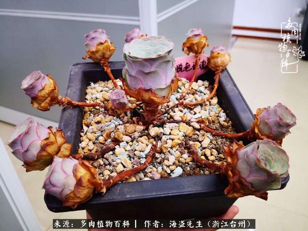 多肉玫瑰怎么才能出状态,多肉山地玫瑰唤醒方法