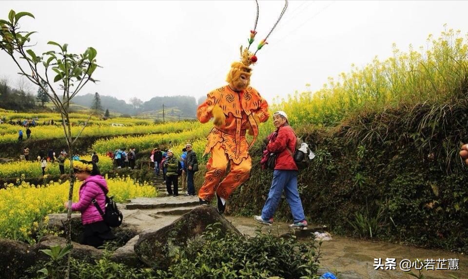 油菜花一片片的像什么,梯田油菜花和平原油菜花