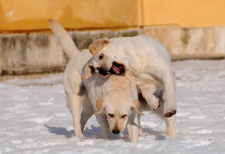 狗咬狗伤口处理方法,狗咬狗伤口怎么处理