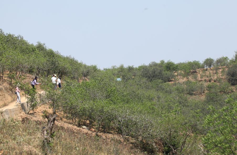 锅底塘和梅子箐区别,锅底塘梅子箐古树茶