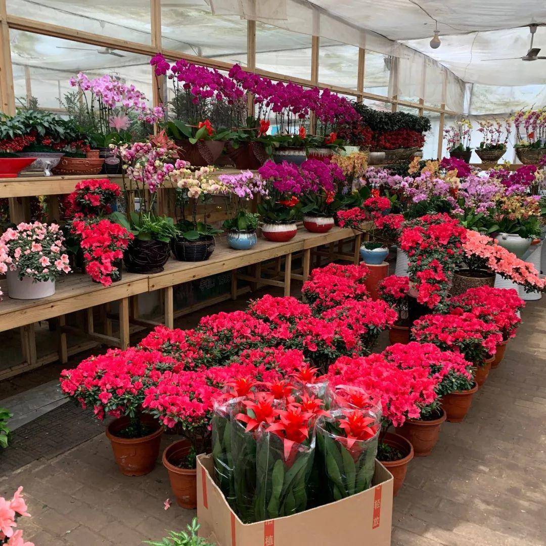 南京十大花鸟批发市场,南京最全的花卉市场