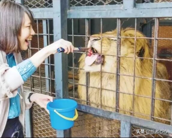 日本最危险的动物园进去视频,日本生死状动物园