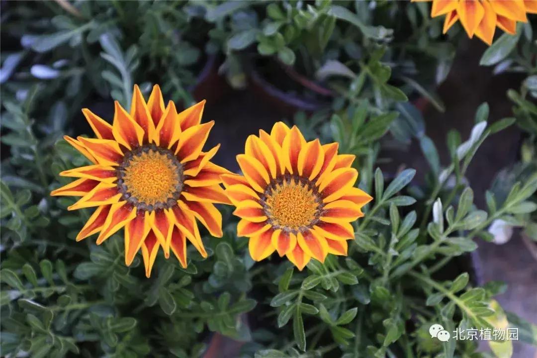 中国科学院植物研究所北京植物园,北京植物园有牡丹花还有什么花