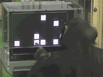 人的眼睛在动物界的水平,人的视力在动物界排名