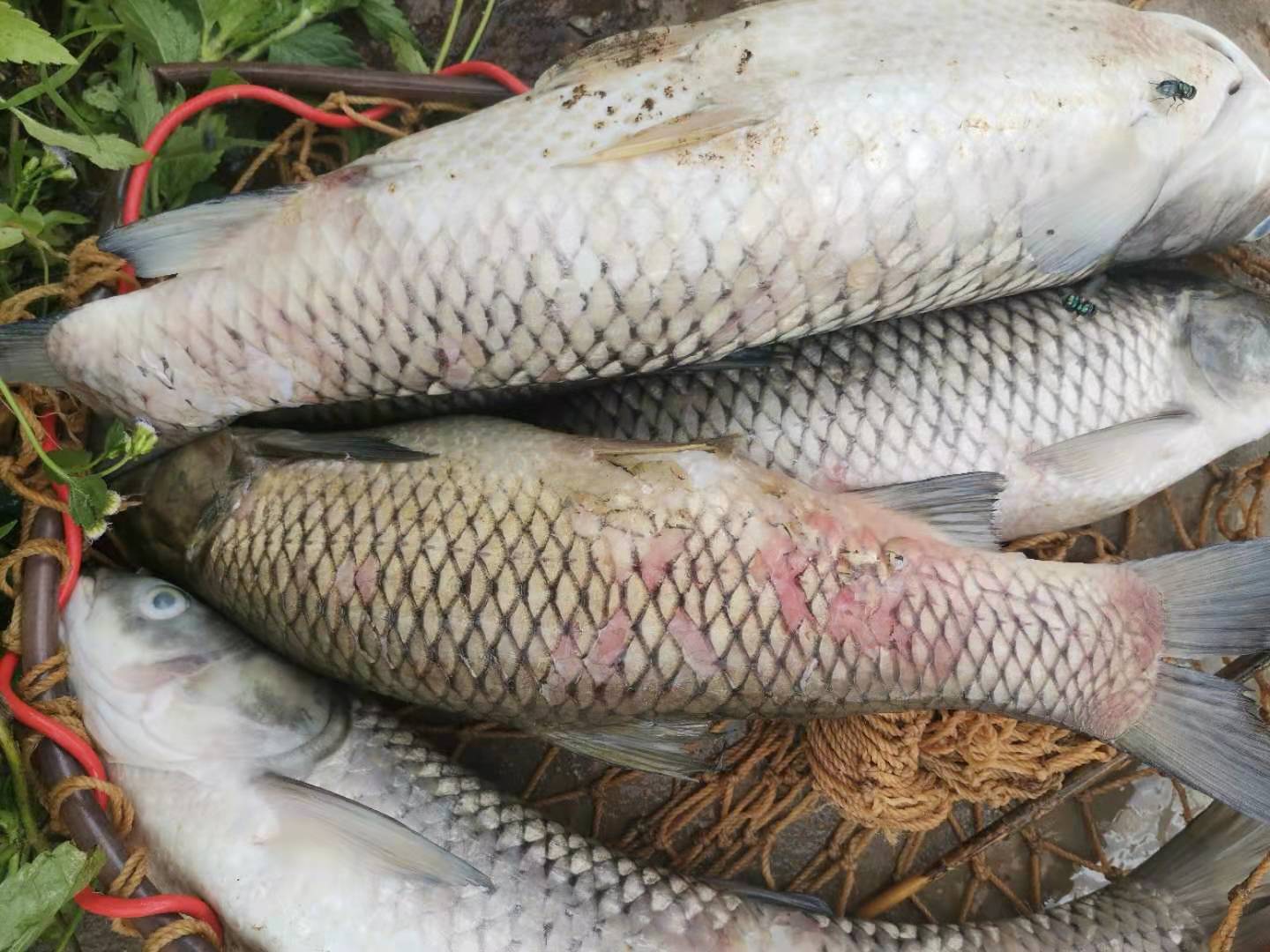 养殖的淡水鱼出现烂身烂鳃后死亡,请收好,做到这几点提高存活率