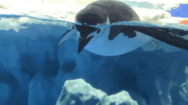 开放首日实探国家海洋博物馆，史上最抢手博物馆究竟长什么样