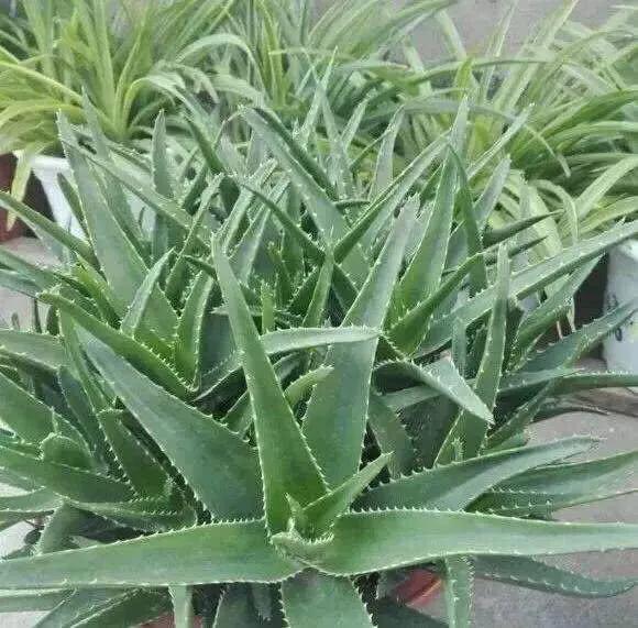 冬季芦荟移栽注意事项,芦荟怎么防冻