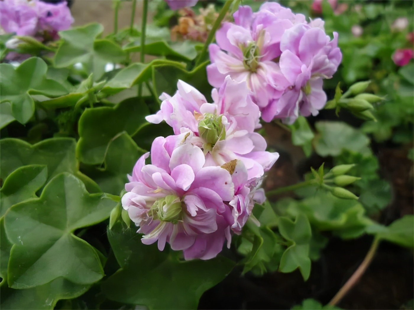 这种花别乱浇水水越多越不开花,这种花不怕冷好养易活