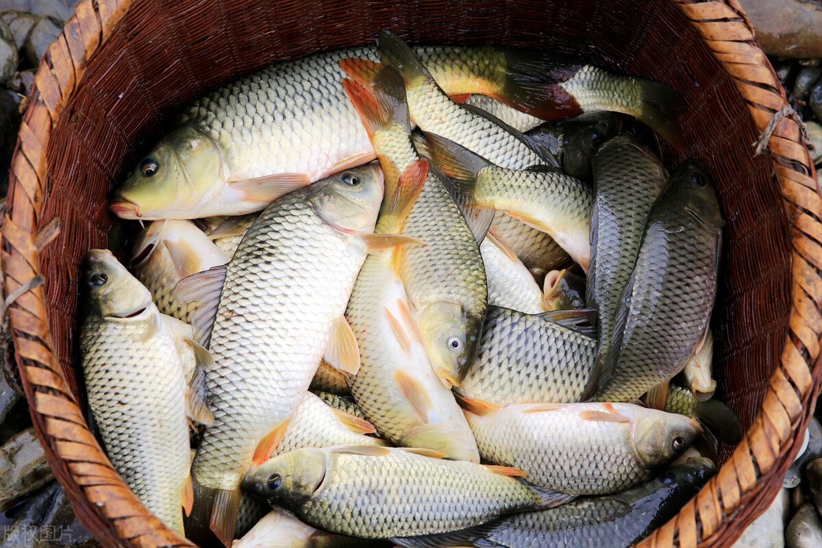 稻田养鱼为什么这么火爆,为什么很火的稻田养鱼没人干