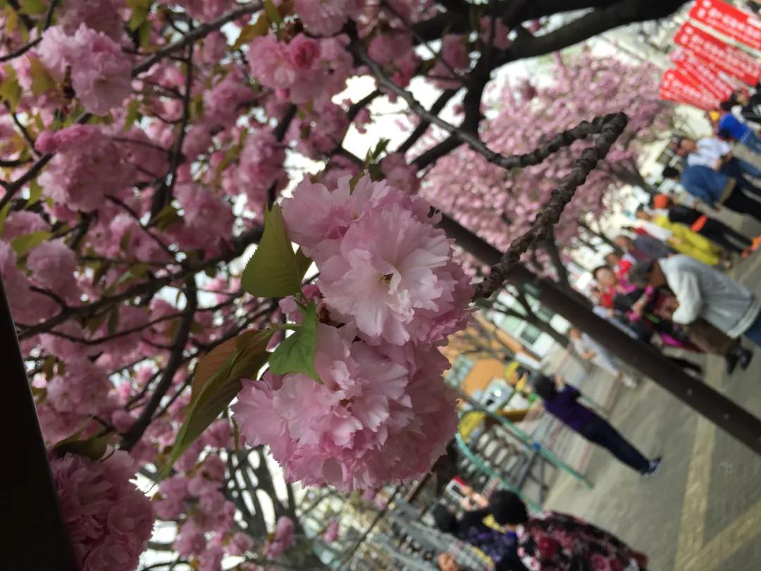 天津春天最美的花园,天津春天去赏花