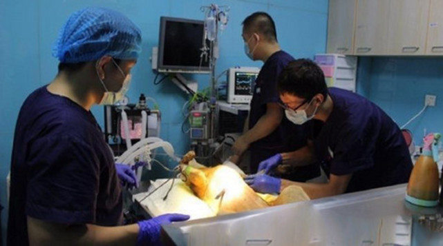 狗狗被箭射穿了最好的治疗,医生谈狗狗被箭射穿身体