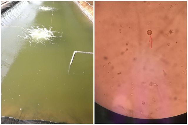 藻类旺盛水色是什么样,通过池塘水色确定藻类植物