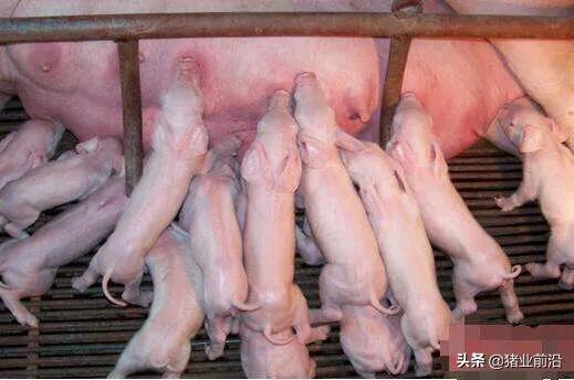 猪场一断奶就腹泻，一定要看这几招，用了告别断奶腹泻问题
