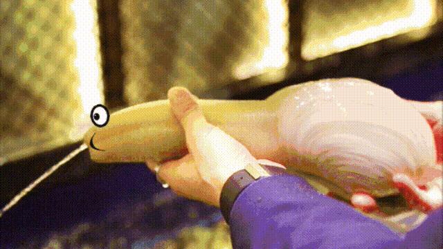 蛤、蚶、蛏、蚝、蚬有什么区别？这是一群美味海怪与人类的故事