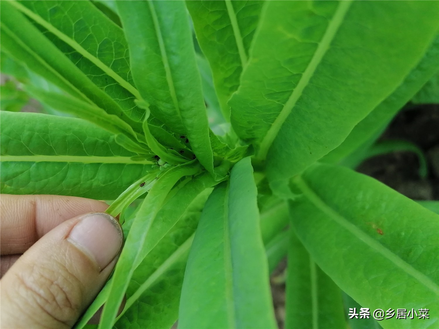 莴笋什么时候采收最好,莴笋采收后怎么延长供应期