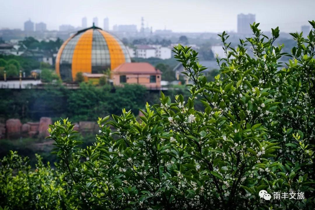 南丰蜜桔花期是什么时候,2022年南丰蜜桔开始订购了吗