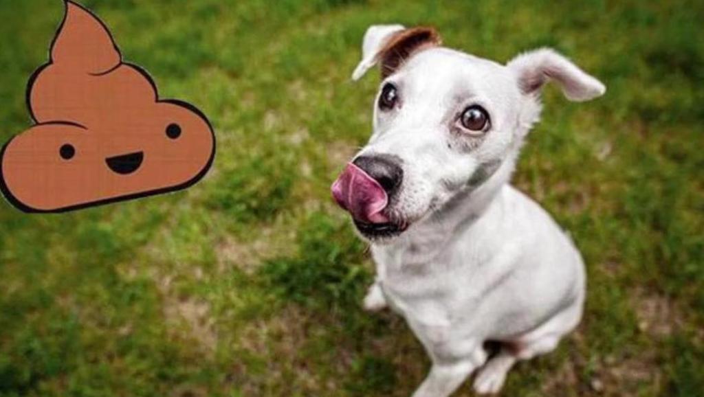 新手怎么解决狗狗乱拉乱尿的问题,怎么处理狗狗排泄问题