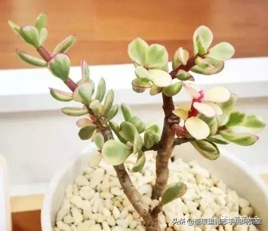 100种常见花卉植物图谱,100种花卉素描图谱