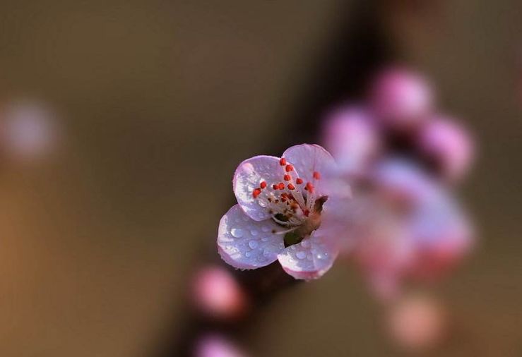 【诗词鉴赏】春风十里桃花灼灼我在诗词的世界里等你！