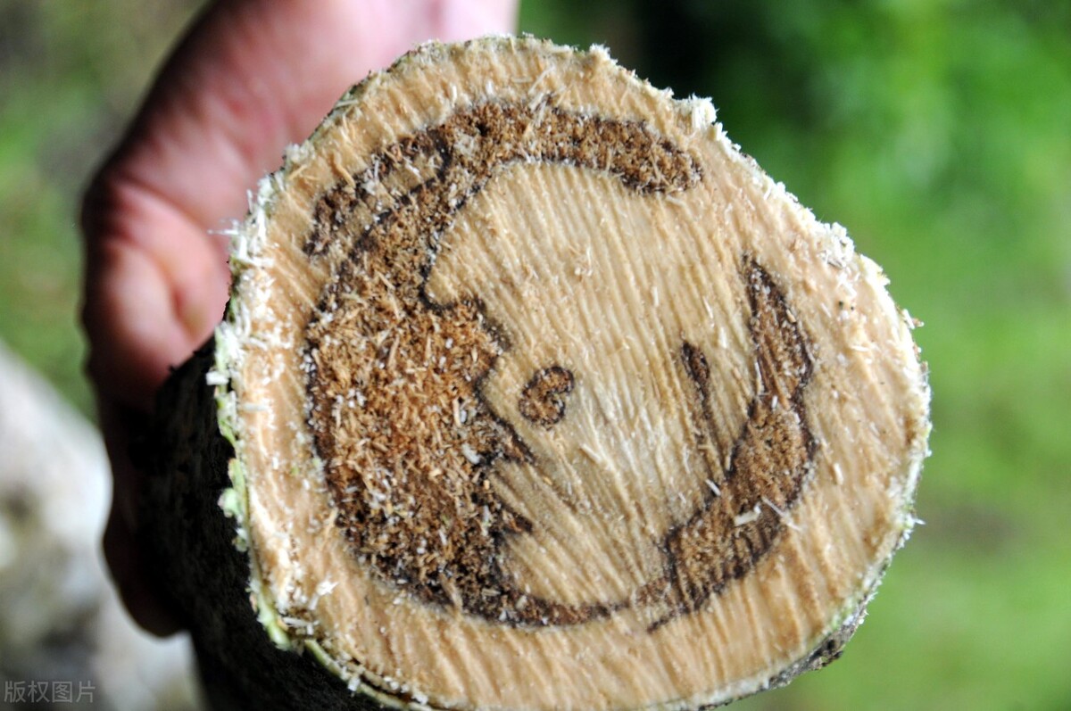 岂止片仔癀，盘点那些价格昂贵的中成药，简析为何难入寻常百姓家