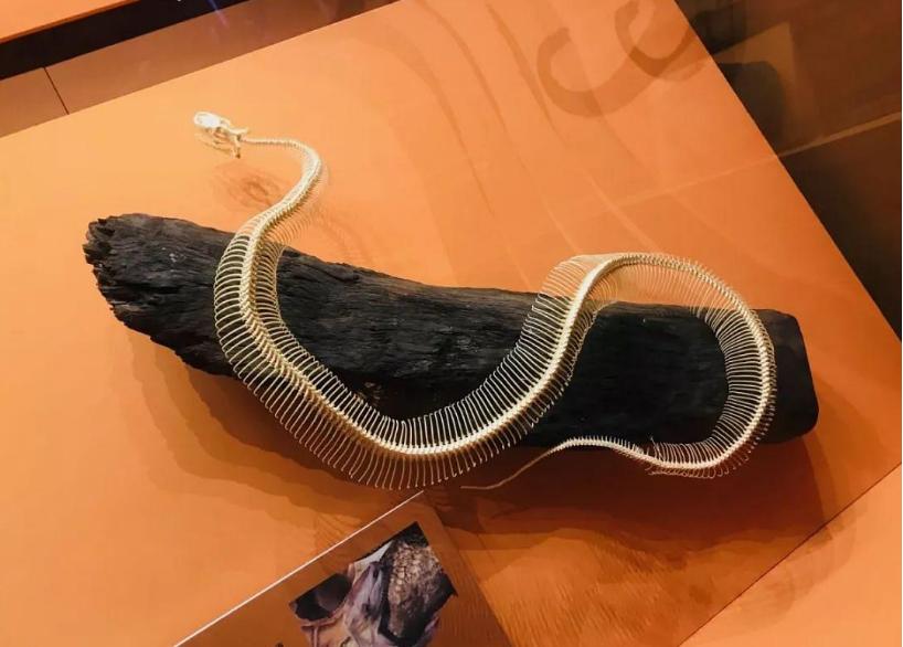 7米长巨蟒腹部隆起,3米长的巨蟒在闹市被发现