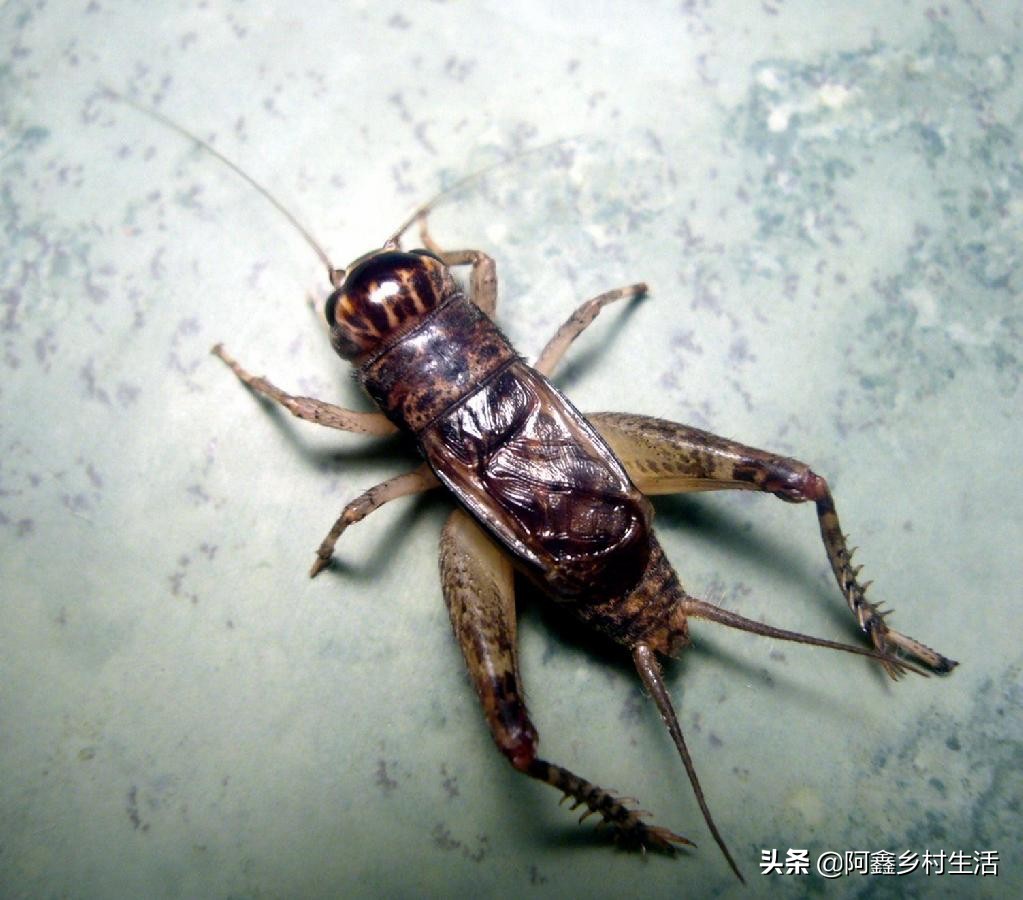 蟋蟀可以卖多少钱一只最便宜的,一个普通蟋蟀能卖多少钱