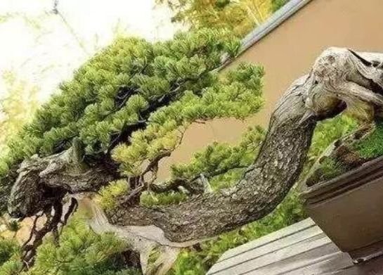 最贵的盆栽值多少钱,价格最昂贵的盆栽