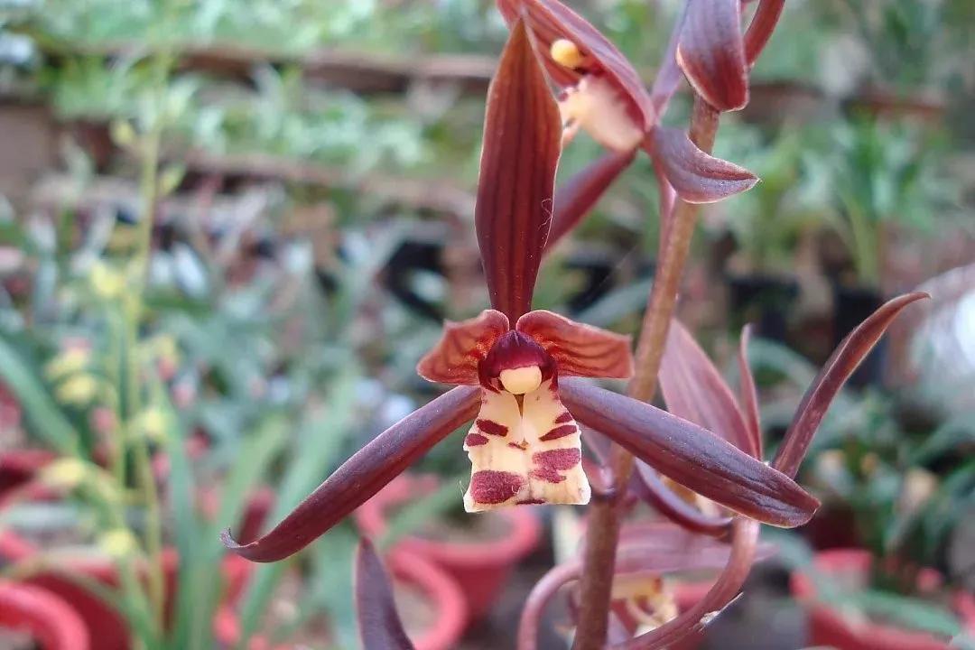 什么兰花最好养又香又好看,推荐几款香味俱全好养的兰花