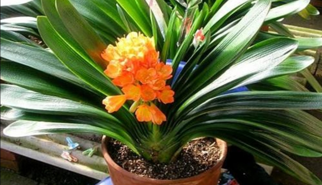 养君子兰需要什么土,养君子兰应该施什么肥