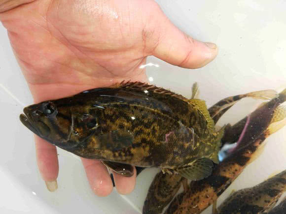 路亚野钓鳜鱼用多长竿,路亚竿野钓鳜鱼