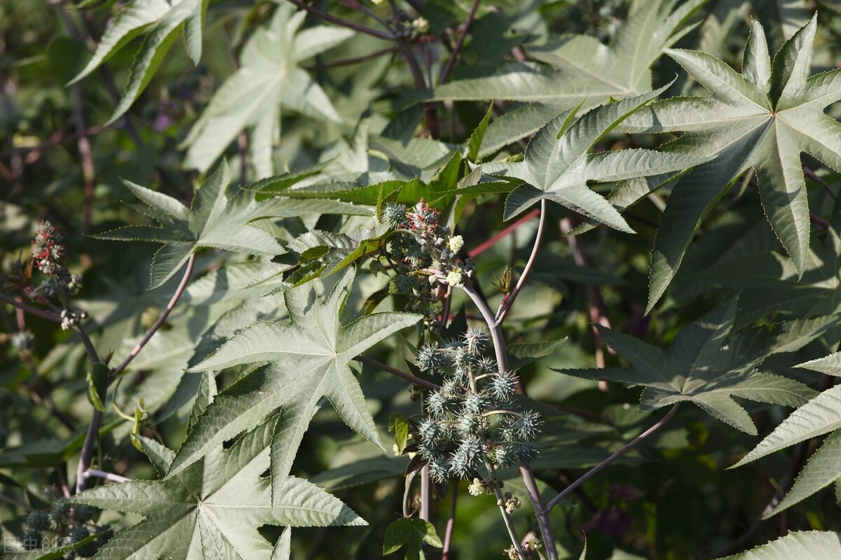 粮仓稻谷遭虫蛀如何治？老农六土法，稻谷储存一年都没事