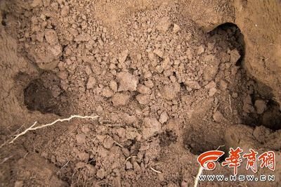 民间故事黄鼠狼素材,民间传说故事大全穷人借粮食