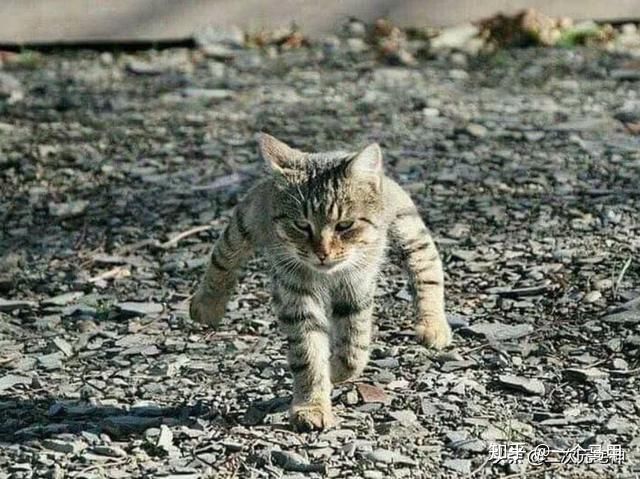 幼猫吃哪种猫罐头好,猫罐头挑选全攻略喂养不走弯路