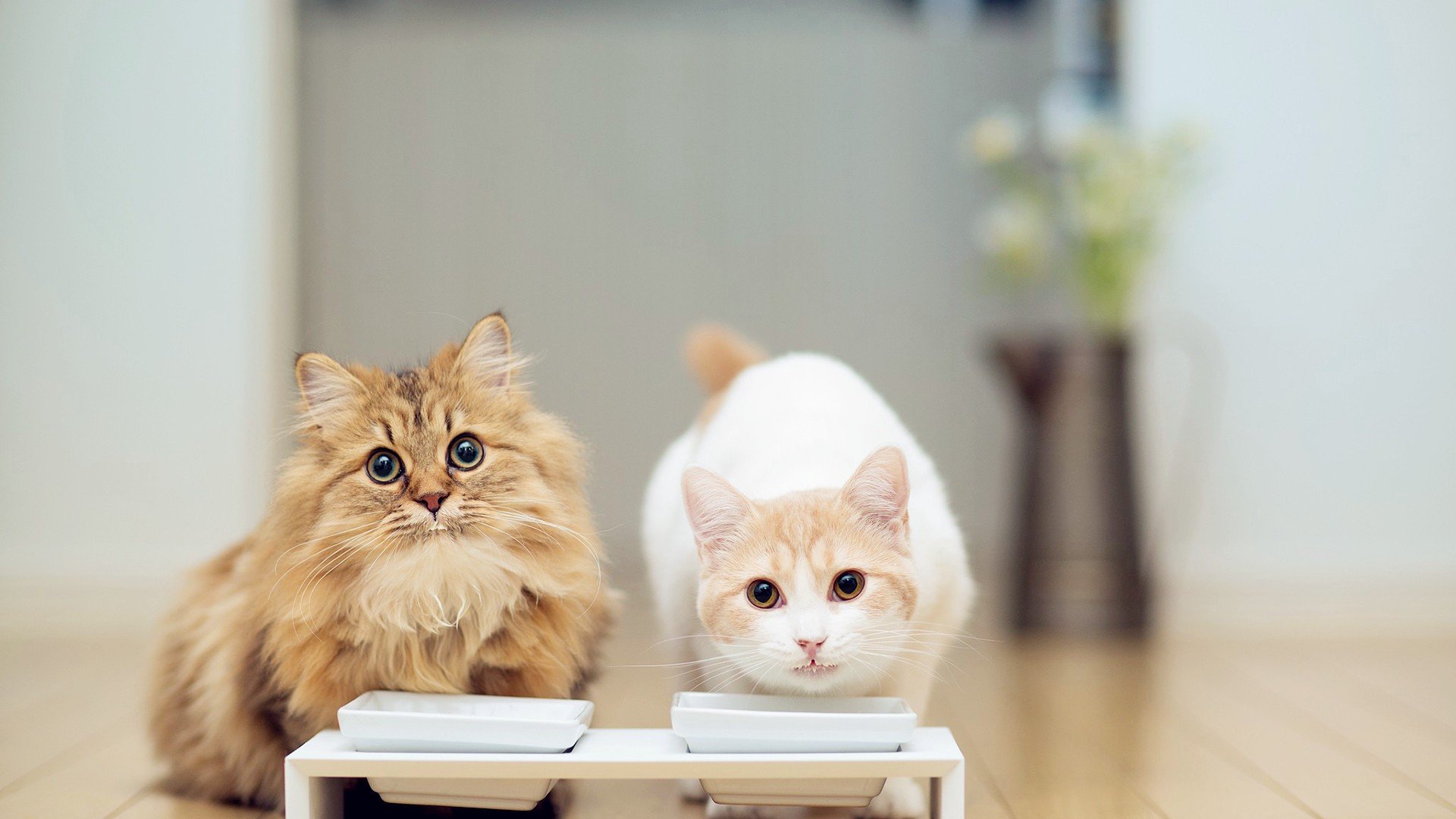 猫粮什么牌子好又便宜良心推荐,什么牌子的猫粮性价比高