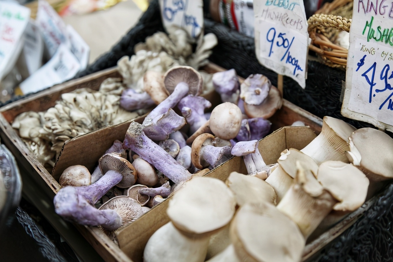 「怀念系列」加拿大（5）｜品尝奥巴马同款枫叶糖