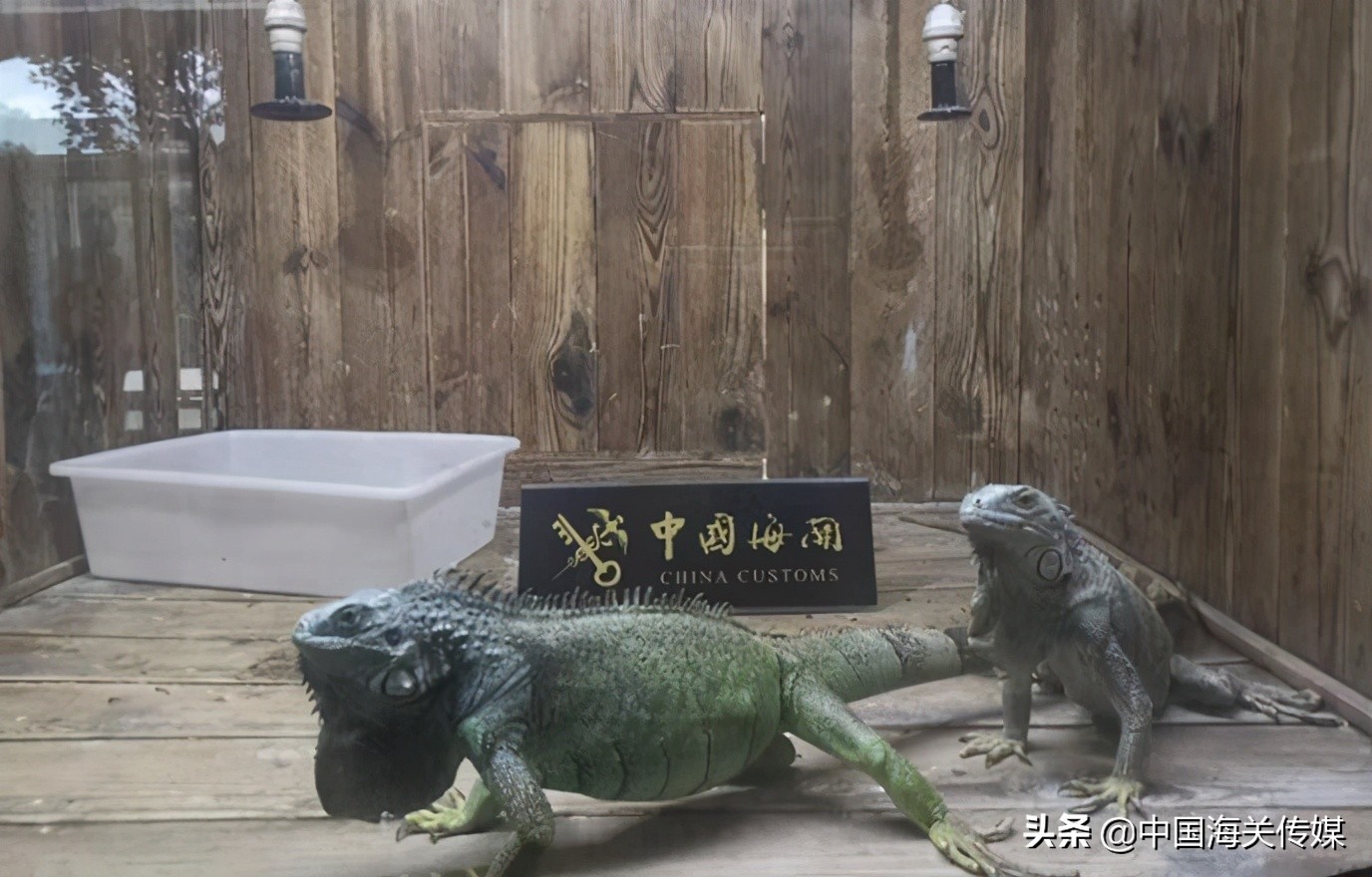 外国宠物怎么买卖,异国宠物交易背后的真相