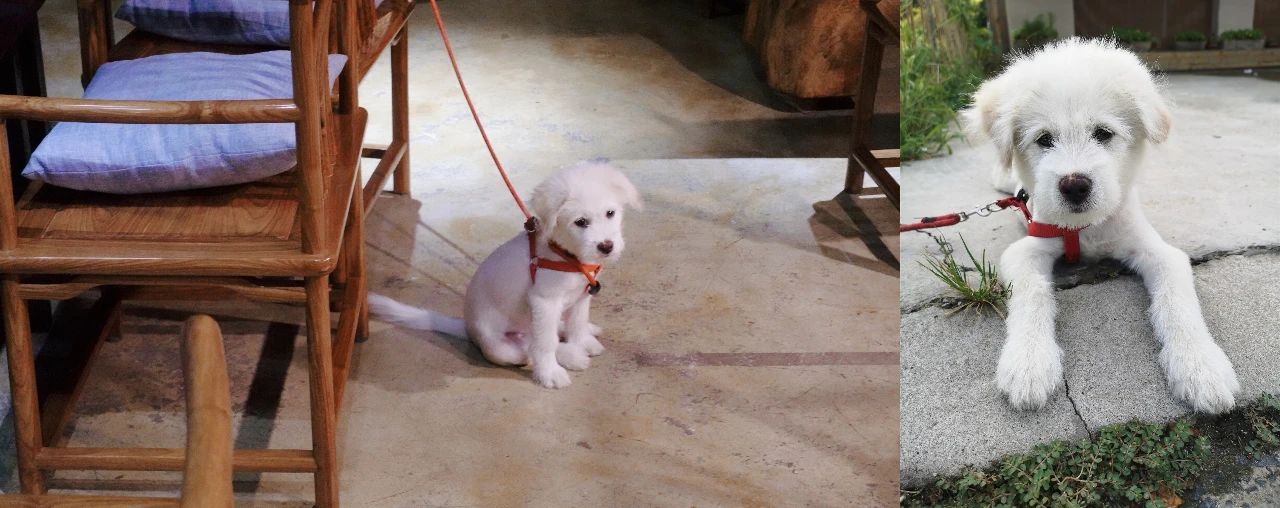 我与锐界的出逃计划：打卡苏州“小镰仓”