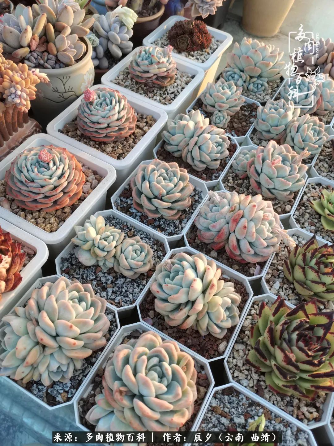 缂辩换鏃栨棊钁宠暏鐢熼,缂辩换鏃栨棊钁宠暏鐢熼鍑哄