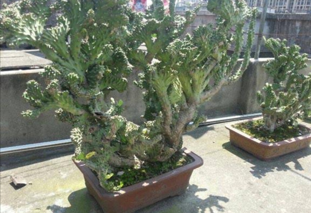 常见的五种最丑的花,最好养的丑花排名