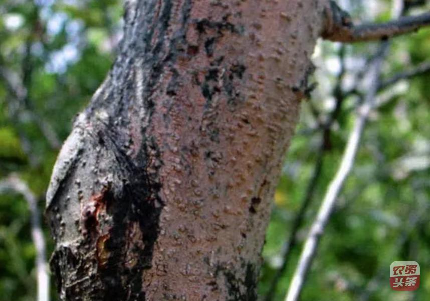 种植杨梅树多少平米一棵,杨梅树庭院种植位置图片