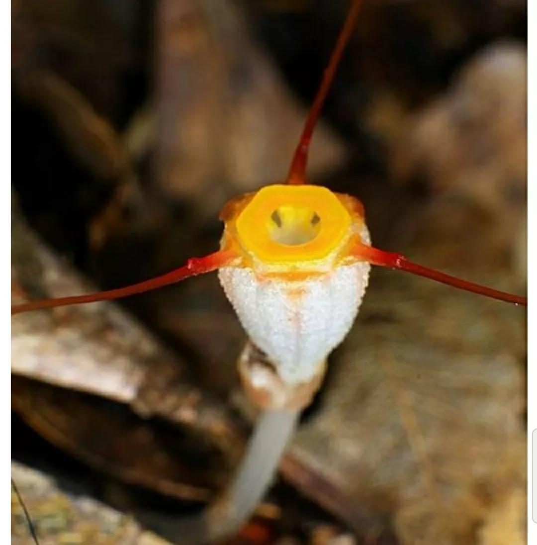 秋日私语：抬头一笑百媚生，美不惊人死不休的造型奇花