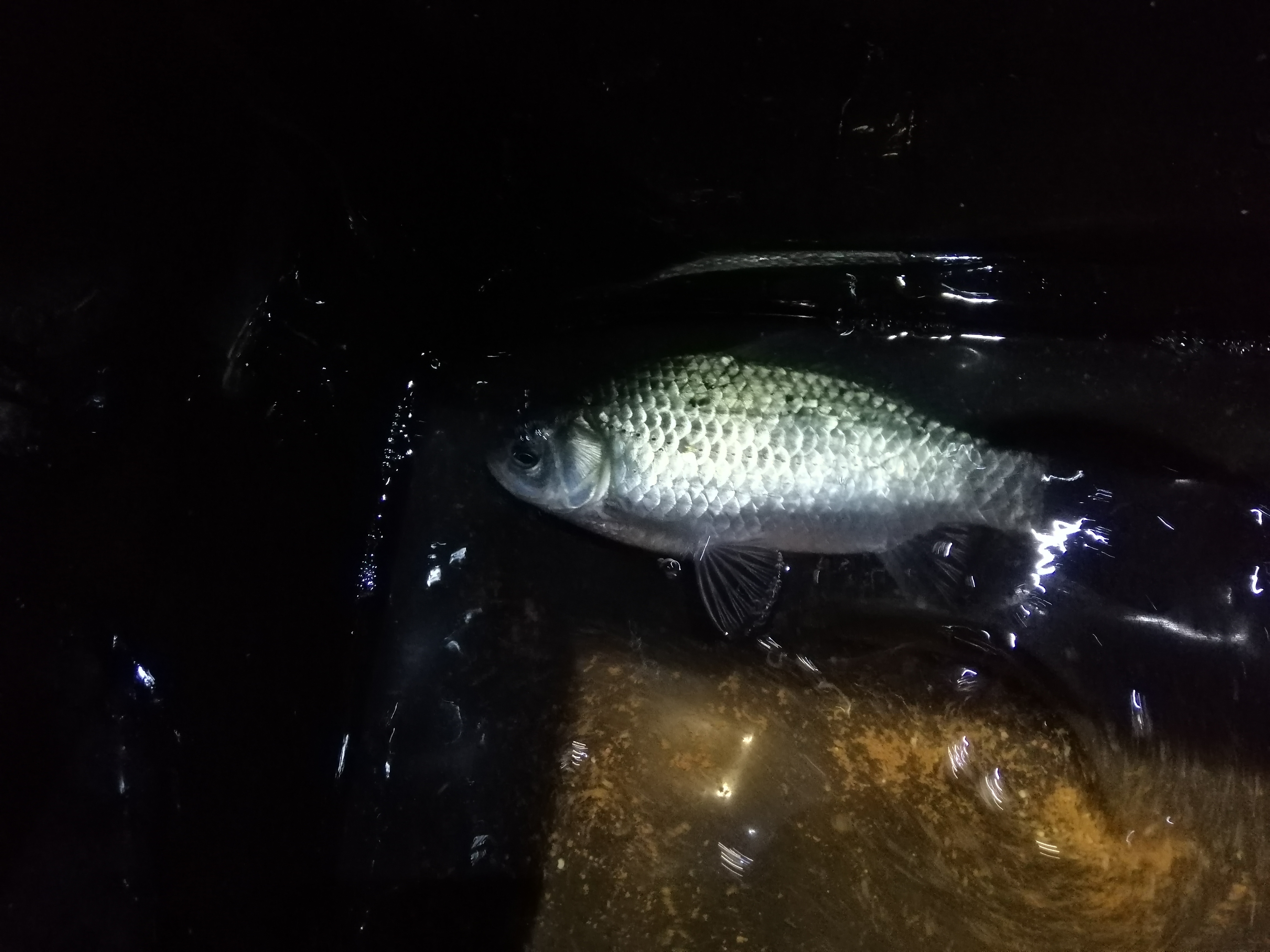 冬季小河沟野钓冰钓,春季小河钓鱼线组搭配