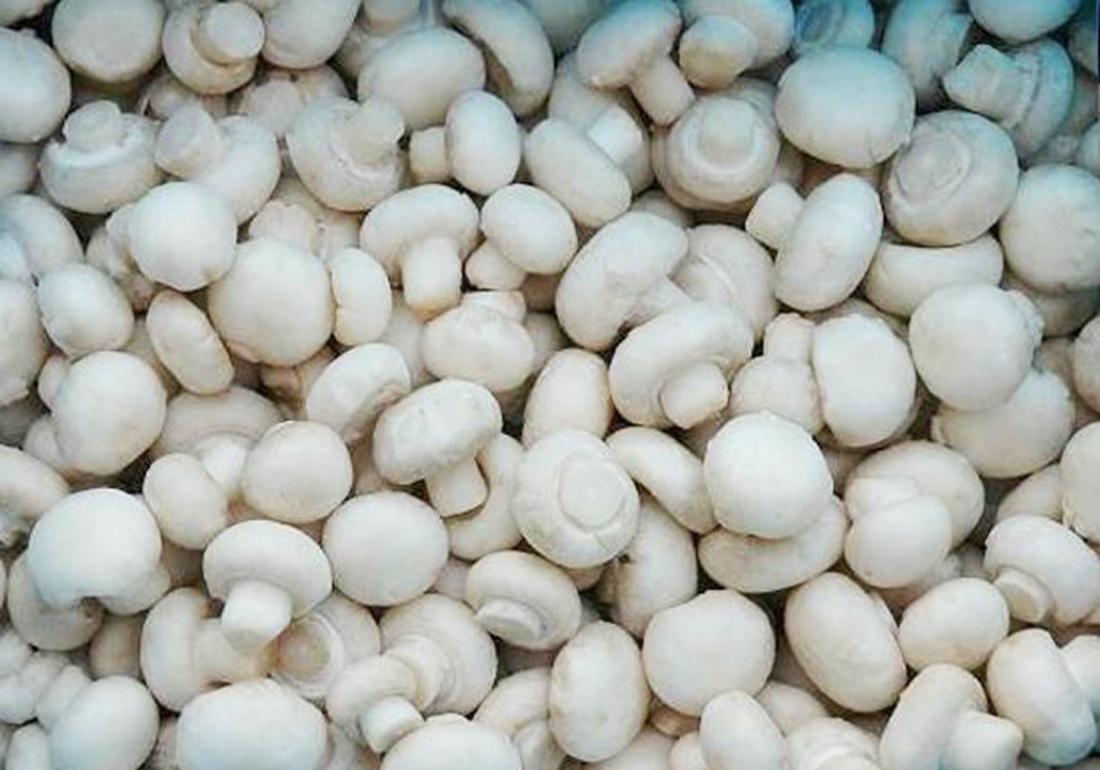 双孢菇原料配方,双孢菇栽培条件