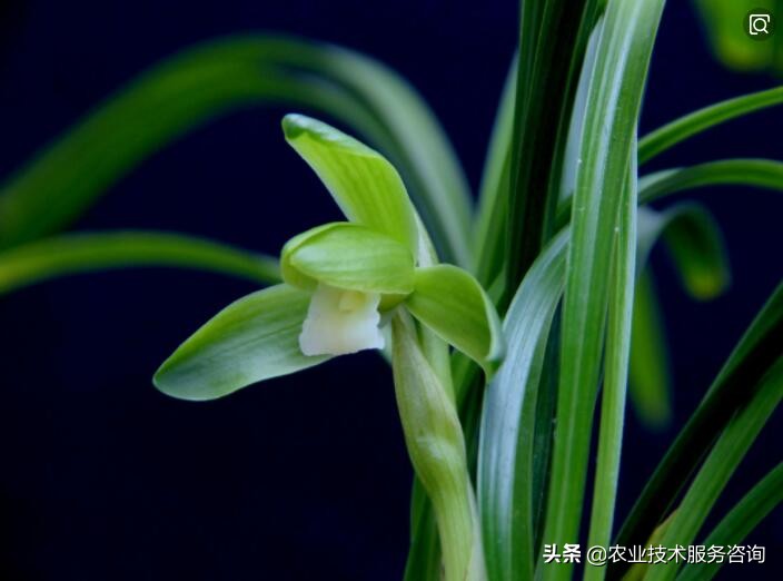 兰花识别,兰花识别看叶方法