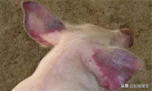 育肥猪耳朵发紫会是蓝耳病吗,猪耳朵为什么发紫及治疗方法