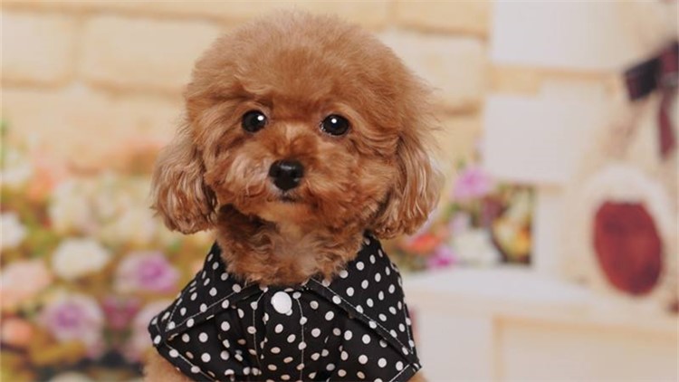 别随便摸狗狗这5个地方，很容易被咬！