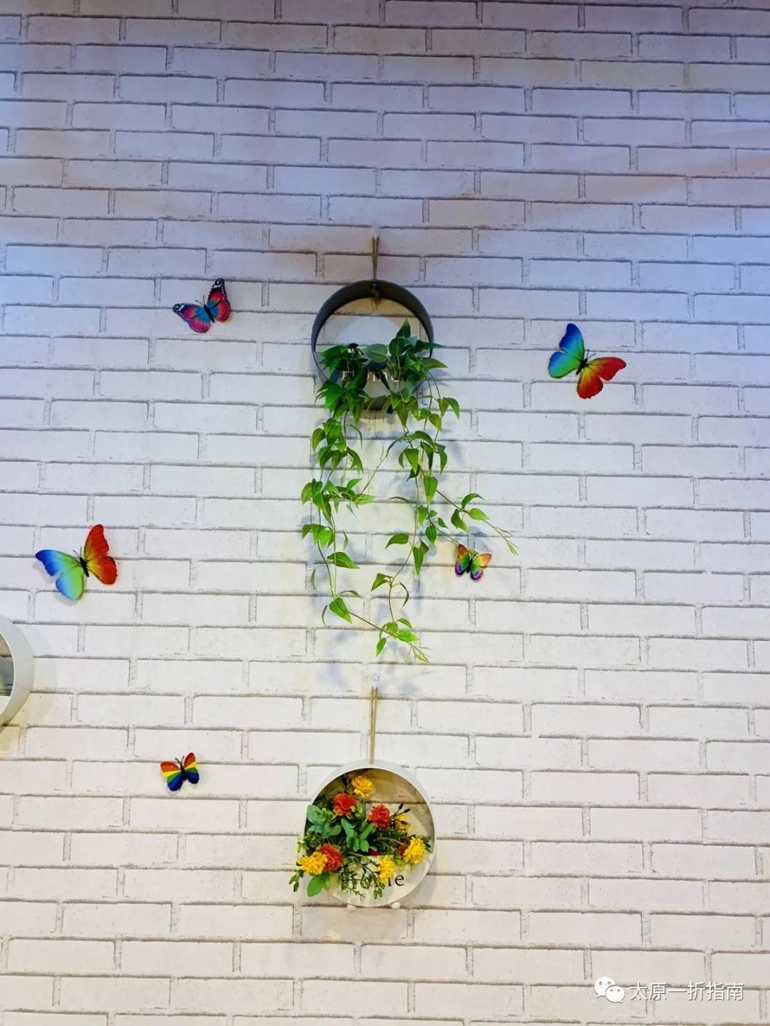 太原一折指南带你去千岛湖渔夫人！千岛湖七岁的鱼是什么样子的呢