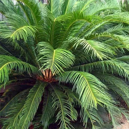 全部金木水火土五行五系植物介绍,五种植物代表五行